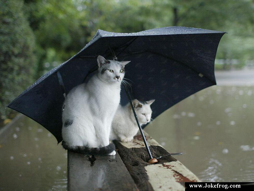 Gatos abrigados da chuva